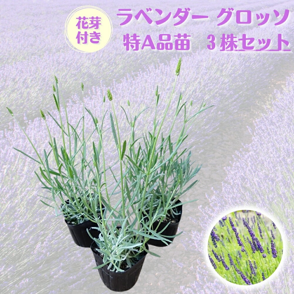 ガッチリ育った花芽付き株！《ラベンダー苗 グロッソ 特A品苗 3株セット》 ピンチ済み大株 ラバンディン系ハーブ らべんだー 送料無料