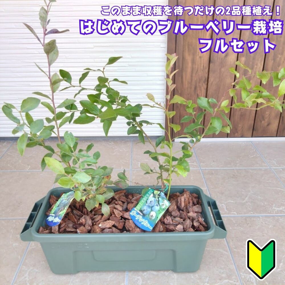 ＼当店オリジナル／ はじめてのブルーベリー栽培フルセット選べる2系統 植え替え不要