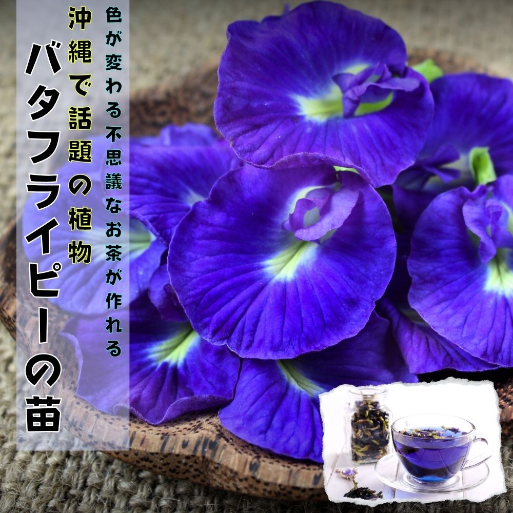 沖縄で話題の植物《バタフライピー ポット苗》ハーブ 蝶豆 ちょうまめ チョウマメ アンチャン