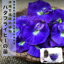 沖縄で話題の植物《バタフライピー ポット苗》緑のカーテン グリーンカーテン ハーブ 蝶豆 ちょうまめ チョウマメ アンチャン