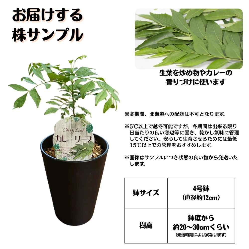 《カレーリーフ 4号鉢》 植え替え不要 カレーの木 ナンヨウザンショウ カリーパッ...