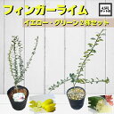 話題の柑橘植物 《フィンガーライム イエローとグリーン 2株セット 接木苗》 森のキャビア キャビアライム ブッシュキャビア