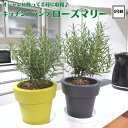 《キッチンプランツ ローズマリー 5号鉢植え 選べる鉢カラー》ハーブ 新築祝い 結婚祝い 開店祝い 誕生日プレゼント 贈り物 プレゼント ギフト