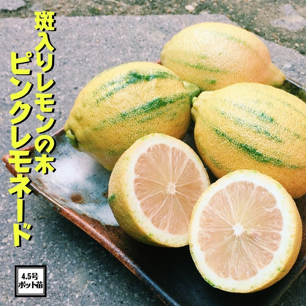 こんなに美しい斑入りのレモンを見たのは初めてです！！ 「ピンクレモネード」は光沢のある葉に非常に美しい斑が入ります。 花はつぼみのうちは薄いピンクで開花すると白くなり甘い香りがします。 実にも斑が入り、中身はほんのり薄い上品なピンク色で料理や盛り合わせにピッタリです。 自家結実性のため1本でOK！！2〜3年で実が成ります。 耐寒性も割と強く0〜-3℃位で越冬しますが、冬季間は霜・北風を避けて凍らせないようにしてください。 自分で収穫したレモンは格別ですよ～♪ 商品詳細 植物名 斑入りレモン「ピンクレモネード」 科名 ミカン科 鉢サイズ 4.5号ポット苗（直径13.5cm） 樹高 鉢底から約60〜70cm　（発送時期により異なります） 生育時・・・1.5〜2m 開花期 開花時期・・・5〜6月頃 収穫時期・・・9〜11月頃 日当たり条件 太陽大好き！日当たりを好みます！ 水やり・肥料 乾燥に弱いですので乾いたらたっぷり与えてください！ただし過湿には注意してください。肥料を好みますので生育期は春から秋に3・4回位与えてください。 冬の温度管理 0〜-3℃ 注意点 ※画像はサンプルにつき状態の良い物から発送いたします。 ※生産者・当店共に減農薬で管理しておりお届け時に虫食い葉がありますことをご了承ください。 ◆送料無料（※北海道・九州は+300円※沖縄・離島は要問合せ）