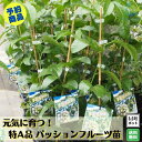 【4月28日より出荷】大好評!実が付かない方必見!!《元気に育つ! パッションフルーツ苗 挿木充実苗》 赤紫実 支柱仕立てグリーンカーテン クダモノトケイソウ ...