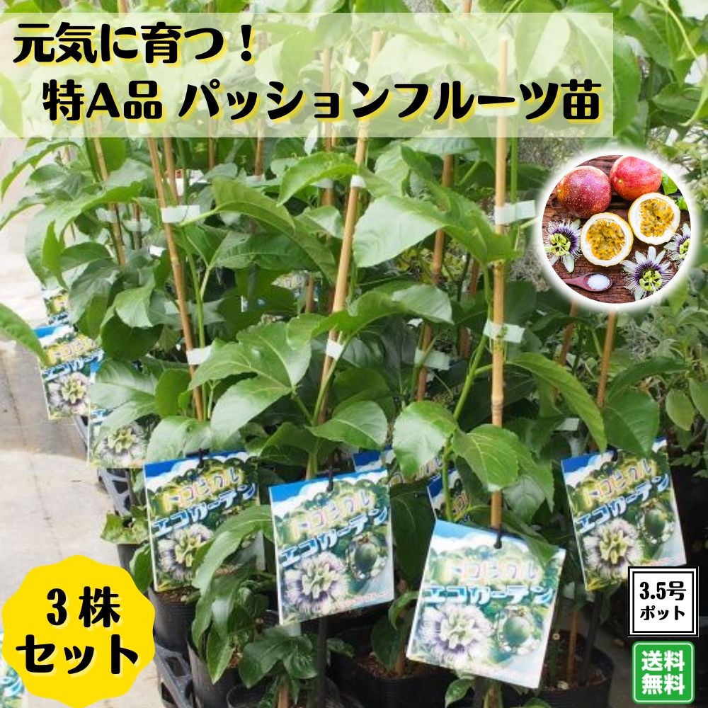 大好評！実が付かない方必見！！《元気に育つ！ パッションフルーツ苗 お得な3株セット 挿木充実苗》 赤紫実 支柱仕立てグリーンカーテン クダモノトケイソウ リリコイ 送料無料