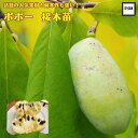 話題の人気果樹苗 《ポポーの木 接木苗 5号株》ウィルソン ミッチェル サンフラワー マンゴー森のカスタードクリーム 森のアイスクリーム