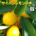 《サイパンレモン（グリーンレモン） 5号鉢》柑橘苗 記念樹 庭木 レモン苗木 ミカン科