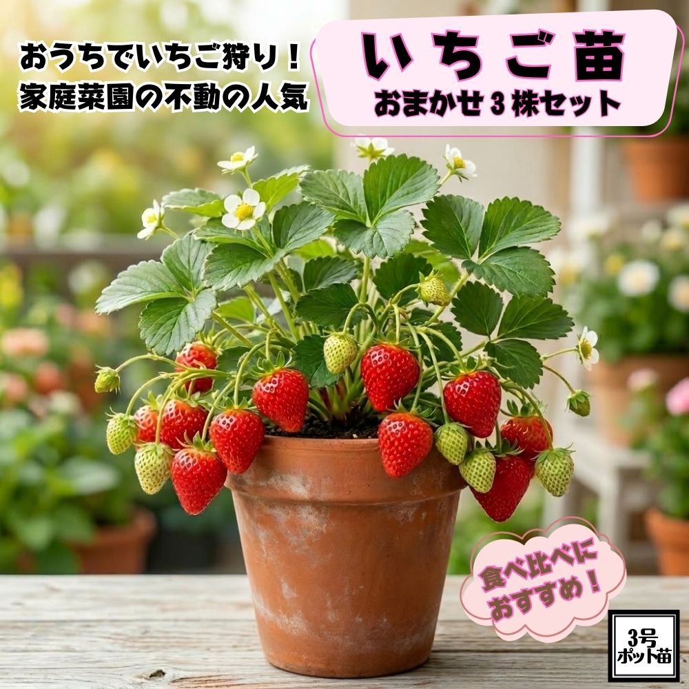 いちご苗 おまかせ3株セット 9cmポット苗家庭菜園 食べ比べ