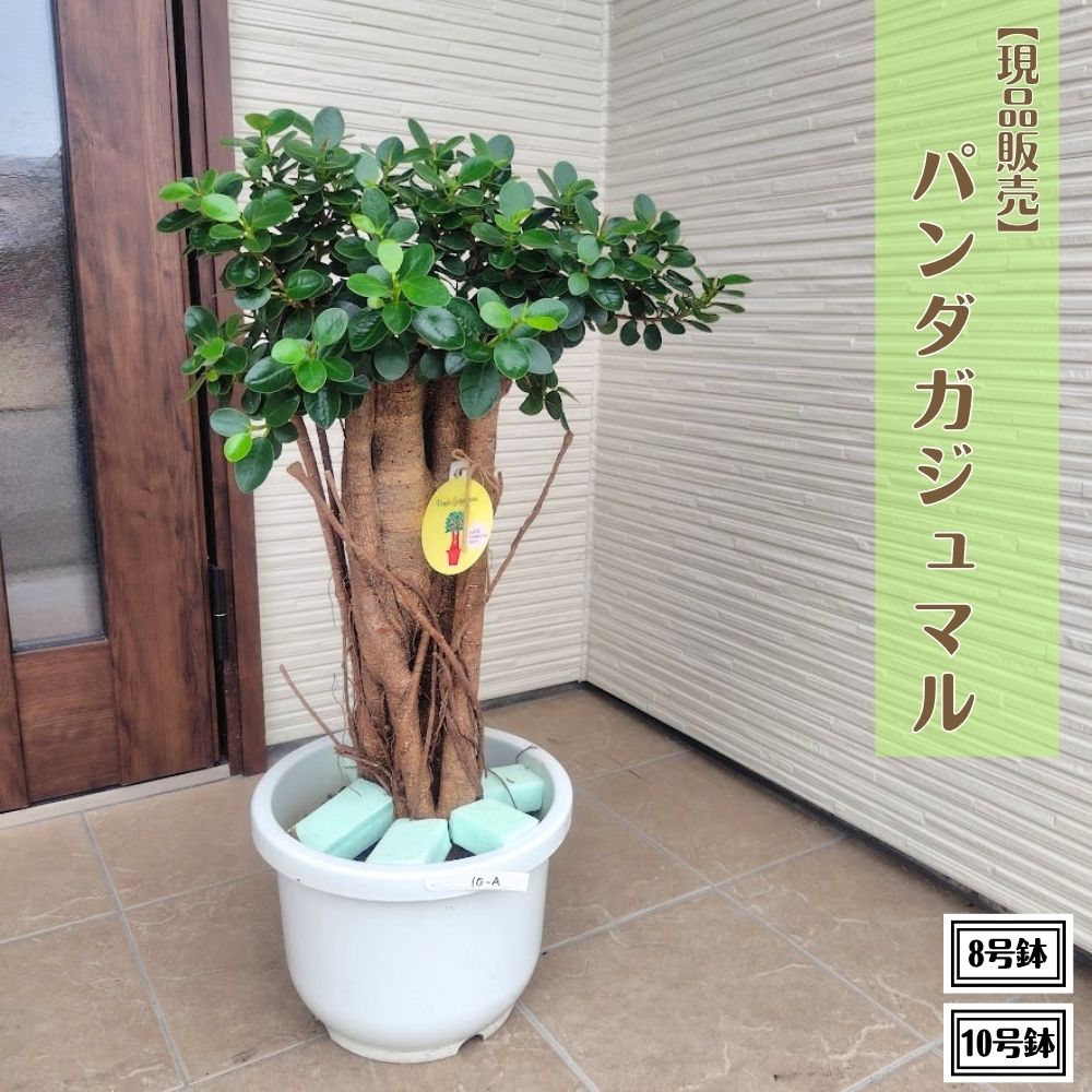 育てやすい♩ パンダガジュマル① ８号 楽天市場】パンダガジュマル 8号の通販