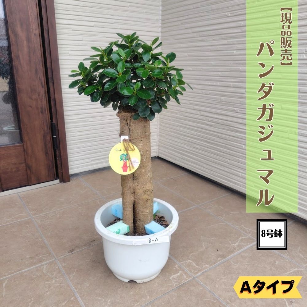 楽天市場】パンダガジュマル（サイズ（植木鉢）7 ～ 9号）の通販