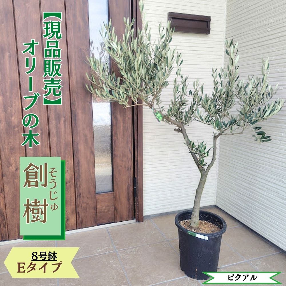 楽天市場】オリーブの木 soujuの通販