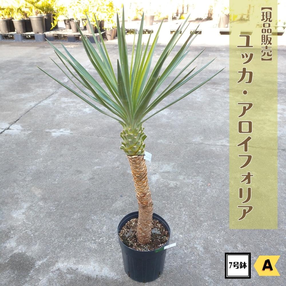 楽天市場】ユッカ・アロイフォリア(花・観葉植物|花・ガーデン 楽天市場】ユッカ・アロイフォリア(花・観葉植物|花・ガーデン