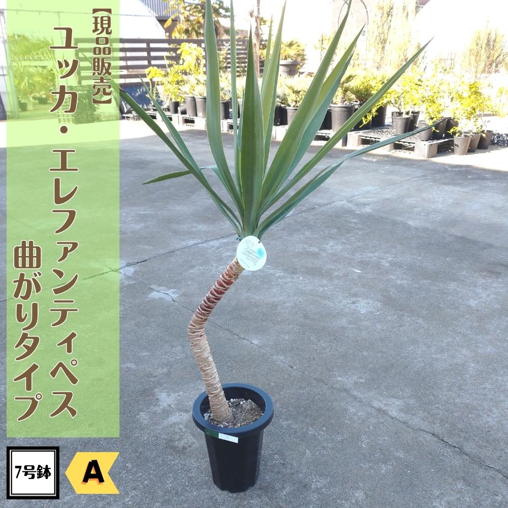 ユッカ カッコいい観葉植物！！＼現品販売／ 曲がりタイプ ユッカ エレファンティペス 7号鉢アメリカンスタイル ドライガーデン