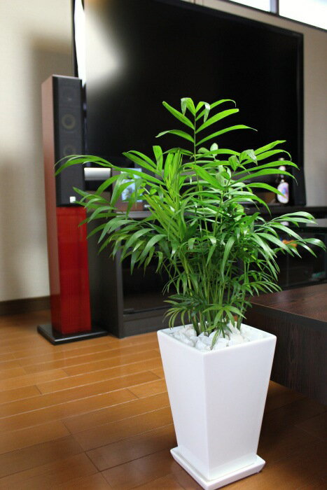 寒さに強い観葉植物　テーブルヤシ　ホワイトスクエア陶器鉢ミディアムサイズ　オリジナル専用土にて植え替え済み【選べるマルチング材】【インテリアグリーン】【南国トロピカル】【スタイリッシュ】【癒しのリゾートスタイル】