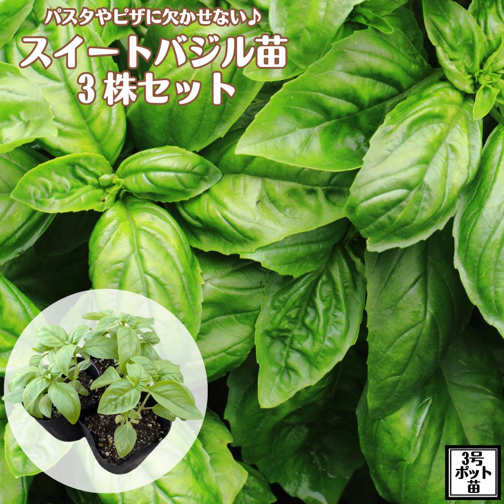 羅勒 - フレッシュを収穫し放題！《スイートバジル苗 3号ポット苗 3株セット 》イタリア料理 パスタ サラダ ハーブ