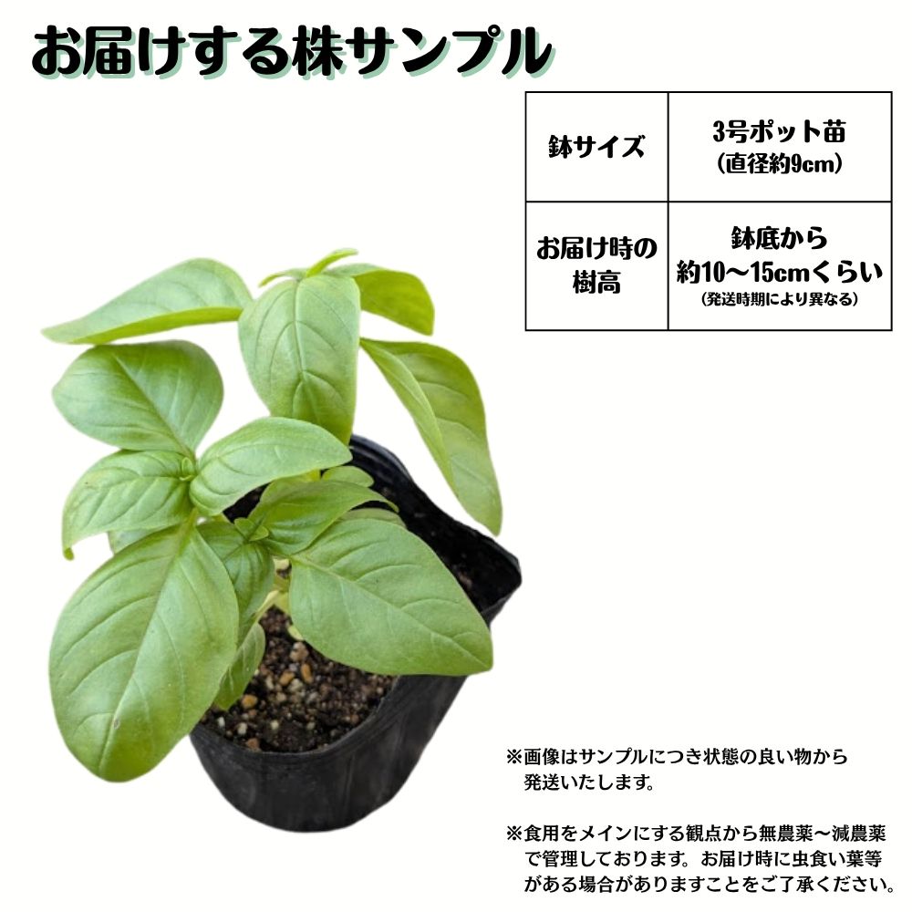 フレッシュを収穫し放題！《スイートバジル苗 3号ポット苗 3株セット 》イタリア料...