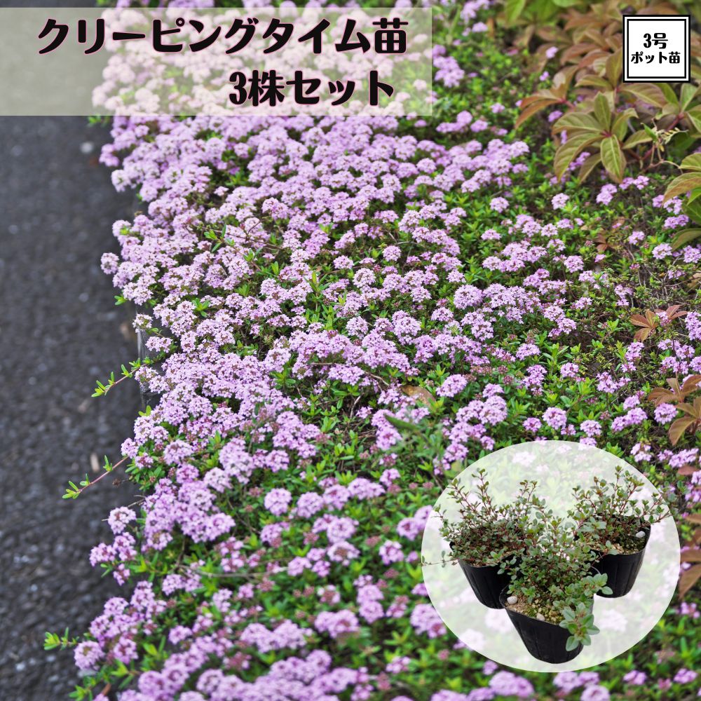 楽天市場】クリーピングタイムの通販