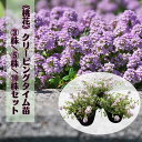おすすめ苗《グランドカバー 桃花クリーピングタイム苗》 3株 / 5株 / 10株 ハーブ苗