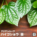 ★マラソン クーポン30%OFF★ 《ハイゴショウ苗 4.5号鉢 》這胡椒 チャプルー タイ料理 アジア料理 ベトナム料理 植え替え不要