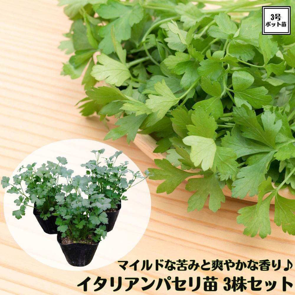 《キッチンプランツ イタリアンパセリ苗》 3株セットハーブ苗