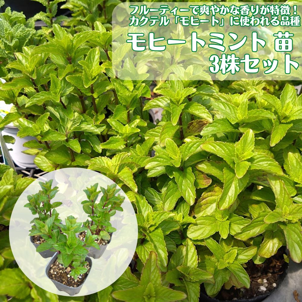 Mint - おうちでカクテル《モヒートミント 3株セット》 ハーブ苗 イエルバブエナ キューバミント