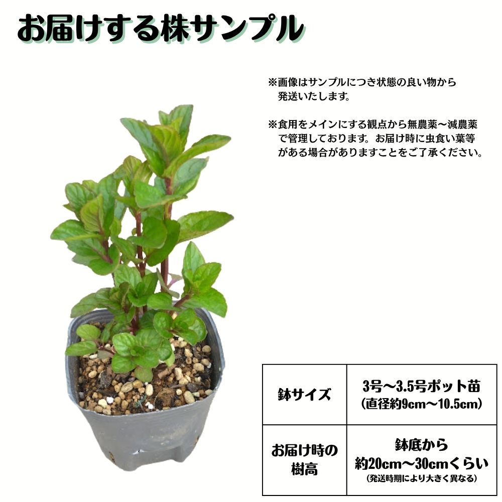 ＼スーパーSALE！10%OFFクーポン！！／ おうちでカクテル《モヒートミント 3株セッ...