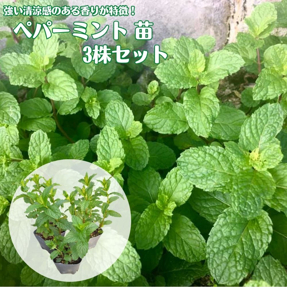 樂天商城 - ガツンと清涼感！ 《ペパーミント 3株セット》 ハーブ苗 ハーブティー