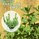 最もポピュラーな品種《スペアミント 3株セット》 ハーブ苗 ハーブティー