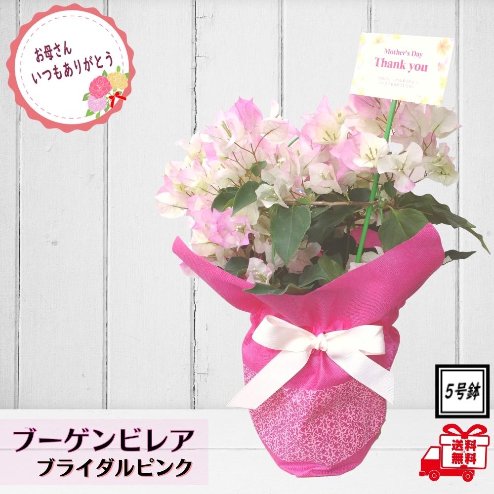 ブーゲンビリア 花の鉢植え ＼遅れてゴメンね！12日より発送／おすすめ人気商品！！ 母の日 花 ギフト花色鮮やかな熱帯植物 ブーゲンビリア ブライダルピンク 5号鉢 ハワイアン プレゼント 花鉢 鉢植え ブーゲンビレア 送料無料