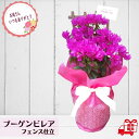 【50円OFFクーポンあります！！】母の日 花 ギフト花色鮮やかな熱帯植物 ブーゲンビリア フェンス仕立て 5号鉢 ハワイアン プレゼント 花鉢 ブーゲンビレア 送料無料