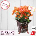 【50円OFFクーポンあります！！】母の日 花 ギフト花色鮮やかな熱帯植物 元気カラーのブーゲンビリア カリフォルニアオレンジ 4号鉢 ハワイアン プレゼント 花鉢 ブーゲンビレア 送料無料