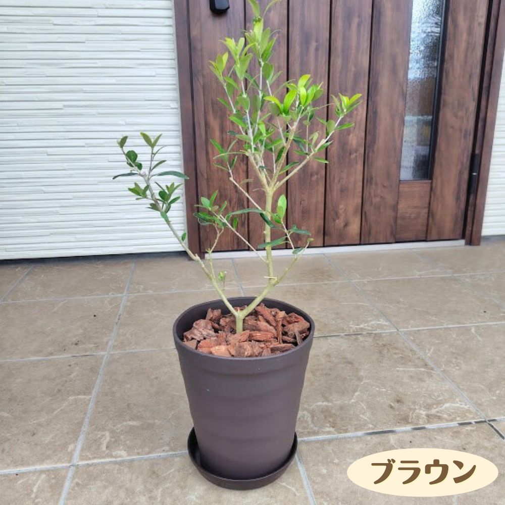 楽天市場】オリーブの木 6号の通販