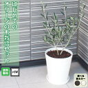 ＼ランキング1位獲得！／ 春から始めるはじめてのオリーブの木栽培セット 6号鉢人気のオリーブ 選べる鉢カラー 植え替え不要オリーブ o..