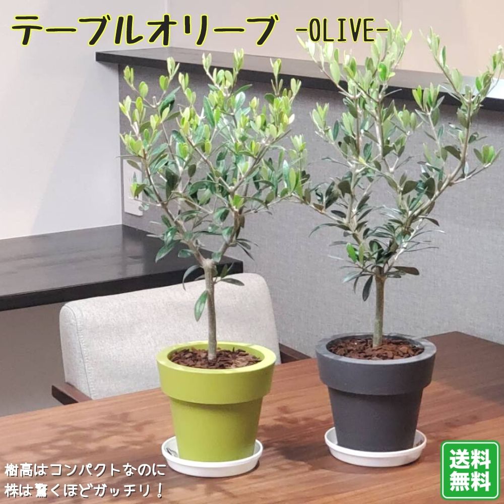 オリーブ 《オリーブの木 5号鉢植え 選べる鉢カラー》コンパクト樹形で室内にピッタリ観葉植物 新生活 新築祝い 結婚祝い 開店祝い 誕生日プレゼント 贈り物 プレゼント ギフト 送料無料