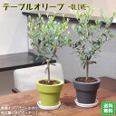 《オリーブの木 5号鉢植え 選べる鉢
