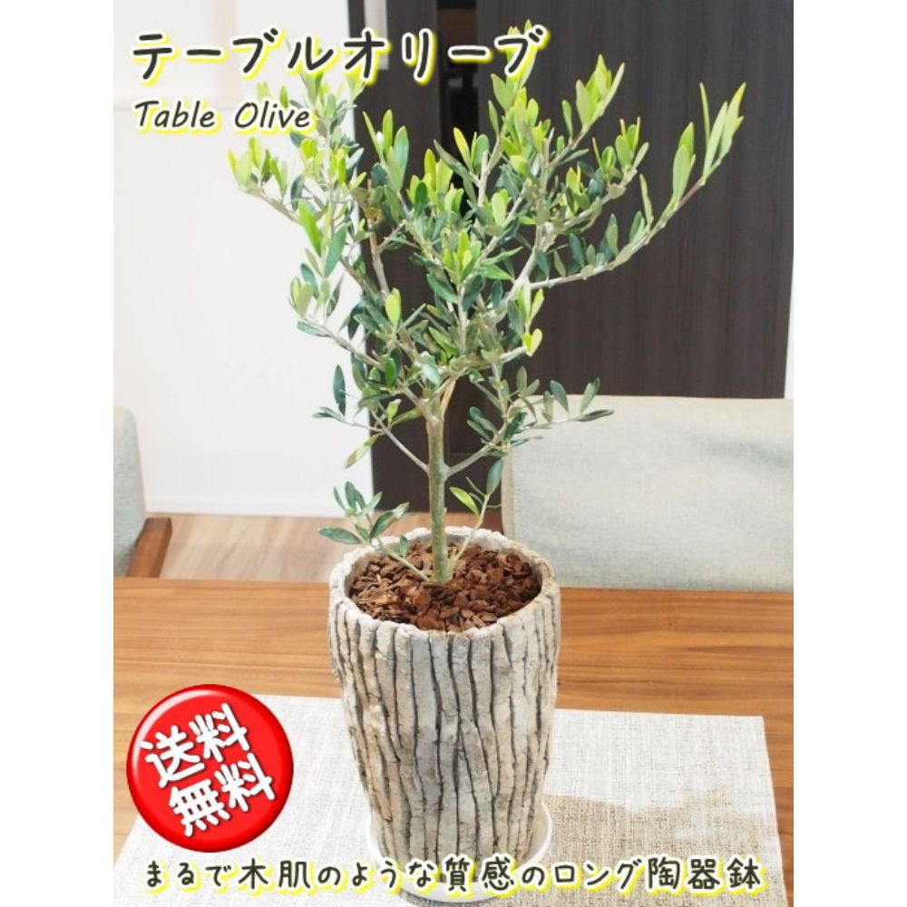 オリーブ 《オリーブの木 5号 ロング陶器鉢》コンパクト樹形で室内にピッタリ観葉植物 新生活 新築祝い 結婚祝い 開店祝い 誕生日プレゼント 贈り物 プレゼント ギフト 送料無