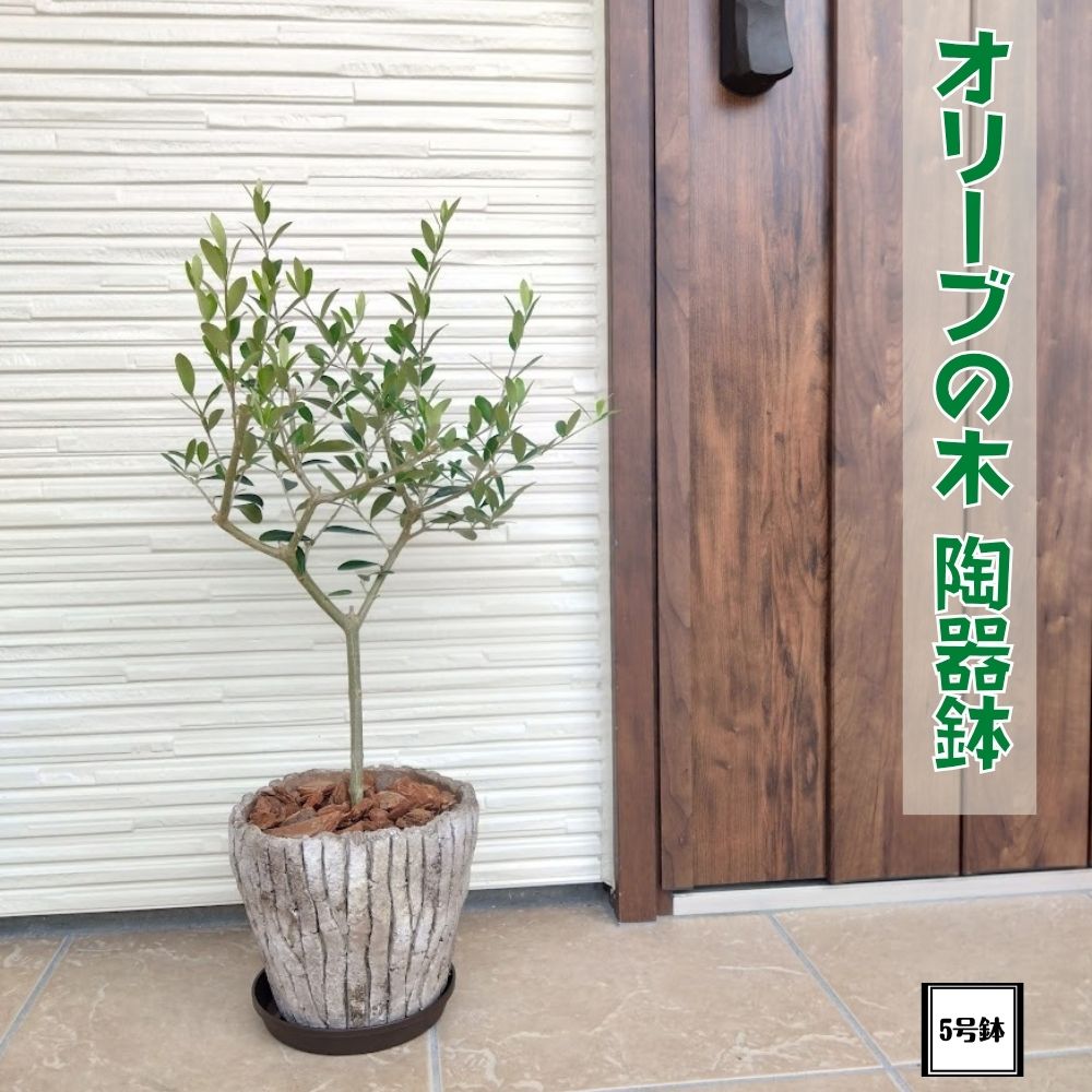 《オリーブの木 5号陶器鉢》コンパクト樹形で室内にもピッタリエルグレコ 観葉植物 新生活 新築祝い 結婚祝い 開店祝い 誕生日プレゼント 贈り物 プレゼント ギフト 送料無料