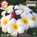 ◆花芽付き◆ \安心の越冬株/ 特別セレクト プルメリア ミニホワイト 6号鉢大株☆スタンダード品種☆ティパニエ フランジパニ 鉢植え 苗 熱帯植物 ハワイ タ...