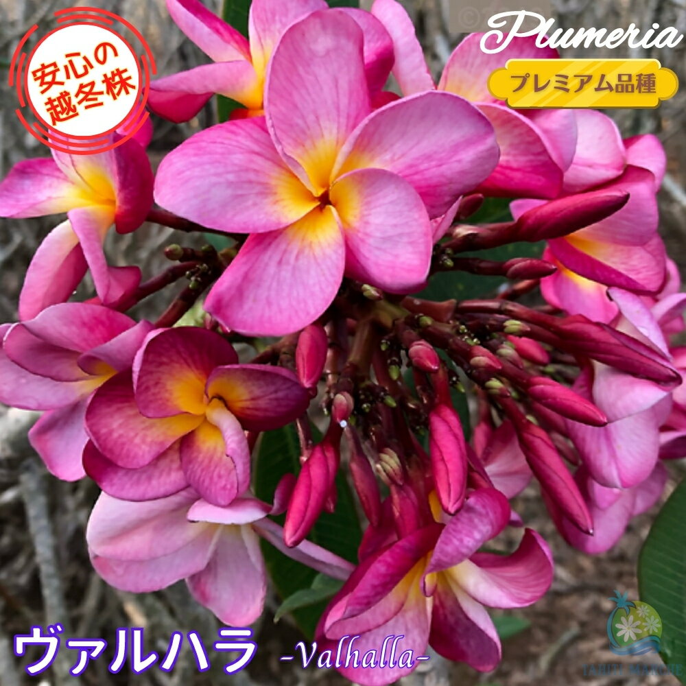 ＼安心の越冬株／ プルメリア ヴァルハラ 5号鉢☆プレミアム品種☆ジャングルジャックス ハワイアンレイフラワー ティパニエ フランジパニ 鉢植え 苗 熱帯植物 ハワイ タイ タヒチ 送料無料