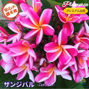 \安心の越冬株/ 花芽付き! プルメリア ザンジバル 5号鉢☆プレミアム品種☆ジャングルジャックス ハワイアンレイフラワー ティパニエ フランジパニ 鉢植え 苗...