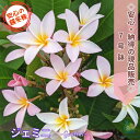 \納得!!画像の現品を販売/大株プルメリア ジェミニ 7号鉢 4分枝 樹高約80cm越冬株 【2025.5.30撮影】