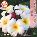 \納得!!画像の現品を販売/大株プルメリア ミニホワイト 7号鉢 7〜9分枝 樹高約60〜70cm越冬株 【2025.5.30撮影】
