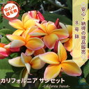 \納得!!画像の現品を販売/花芽付き大株プルメリア カリフォルニアサンセット 8号鉢 4分枝 樹高約100〜110cm越冬株 【2025.6.27撮影】