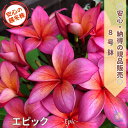 \納得!!画像の現品を販売/花芽付き大株プルメリア エピック 8号鉢 7分枝 樹高約90cm越冬株 【2025.5.30撮影】