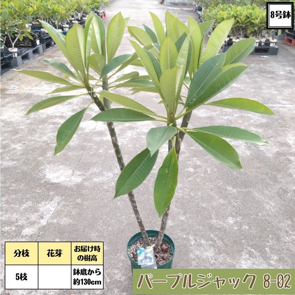 斑入りプルメリア 斑入りプルメリア 楽天市場】斑入りプルメリアの通販