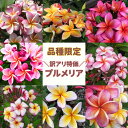 \訳アリ特価/ プルメリア苗 5号鉢☆スタンダード品種☆ジャングルジャックス ハワイアンレイフラワー ティパニエ フランジパニ 鉢植え 苗 熱帯植物 ハワイ タ...