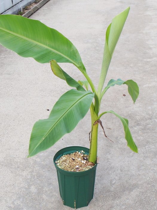 観葉植物にもおすすめ 家庭で収穫できるバナナの育て方 農業 ガーデニング 園芸 家庭菜園マガジン Agri Pick