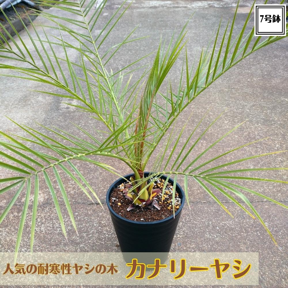 リゾートガーデンに！！人気の耐寒性ヤシの木 カナリーヤシ（フェニックス）7号株 送料無料 リゾート庭木 寒さに強いヤシのサムネイル
