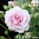 \当店オリジナル5号鉢仕様/ バラ苗 フェリシア 1年生新苗 接木苗 ◇OR オールドローズ◇ バラ 苗 新苗 薔薇 ばら 四季咲き 送料無料